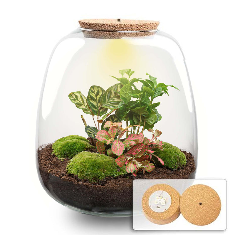 Pflanzenterrarium – Emma – Bastelset – Höhe 25 cm – Ø 23 cm – Coffea Red