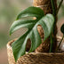 Green boutiQ Mini Monstera (Monstera Minima) with Moss Pole, 90cm Bild 4