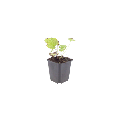 12x Brunnera macrophylla 'Jack Frost' - Schattenstaude mit Silberlaub