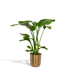 Strelitzia Nicolai 'Baum-Strelitzie' im 19cm Topf, 90cm hoch Bild 1