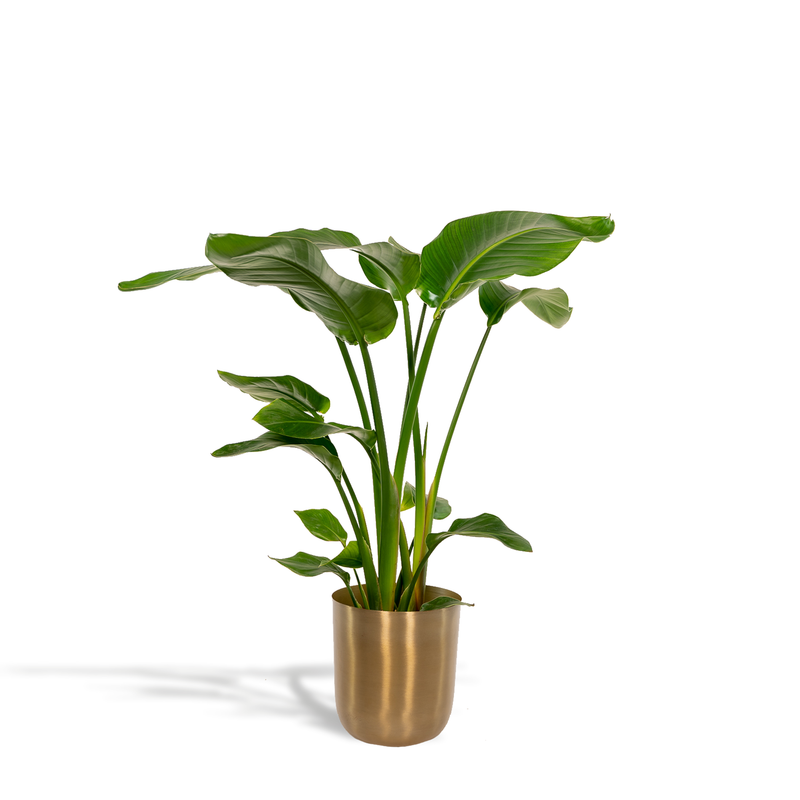 Strelitzia Nicolai 'Baum-Strelitzie' im 19cm Topf, 90cm hoch