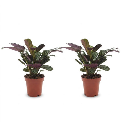 Ctenanthe Burle Marxii - Fischgrätenpflanze - 2 Pflanzen - Topf 12cm - Höhe - 30cm