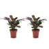Green boutiQ - Ctenanthe Burle Marxii - Fischgräten-Gebetspflanze - 2 Pflanzen - Pot 12cm - Hoogte - 30cm Bild 2