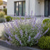 Green boutiQ - Stauden - Nepeta faassenii Walker's Low - Katzenminze - Bienen- und Schmetterlingsanziehung - Blau - 1 Pflanze - Topf 11cm - Höhe 15-25cm Bild 12