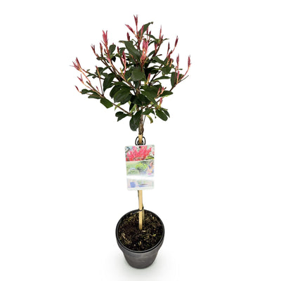 Photinia Carre Rouge auf Stamm - Immergrün, winterhart, 90cm