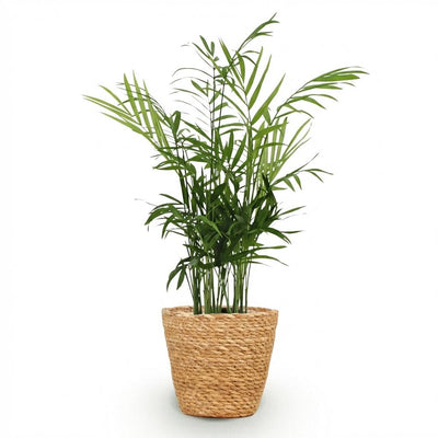 Goldpalme Chamaedorea elegans: Haustierfreundliche Zimmerpflanze m. Korb