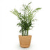 Parlor Palm Chamaedorea elegans: Pet-Friendly Houseplant with Basket Bild 2