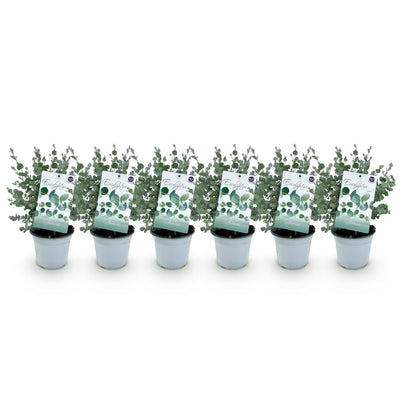 GreenboutiQ Eukalyptusbaum 'Eucalyptus gunnii' - 6 Pflanzen, winterhart