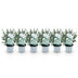 GreenboutiQ Eukalyptusbaum 'Eucalyptus gunnii' - 6 Pflanzen, winterhart Bild 2
