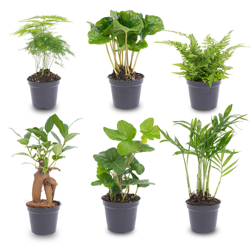 Grünpflanzen Set: 6 kleine Zimmerpflanzen im 6cm Topf für Ihr Zuhause
