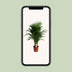 Dypsis Lutescens (Areca Palm) - Ø21cm - ↕100cm Bild 5
