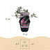 Green boutiQ - Garden plant - Buddleja davidii Pink Delight - Butterfly bush - Hardy - Pink - 1 plant - Pot 17cm - Height 45cm Bild 3