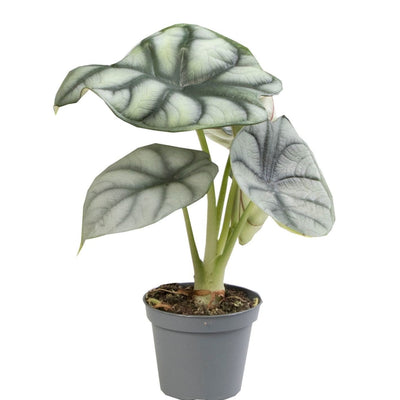 Alocasia Silver Dragon | Silberdrachen-Alocasia | Ø6cm | Tropisch