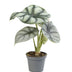 Alocasia Silver Dragon | Silberdrachen-Alocasia | Ø6cm | Tropisch Bild 1