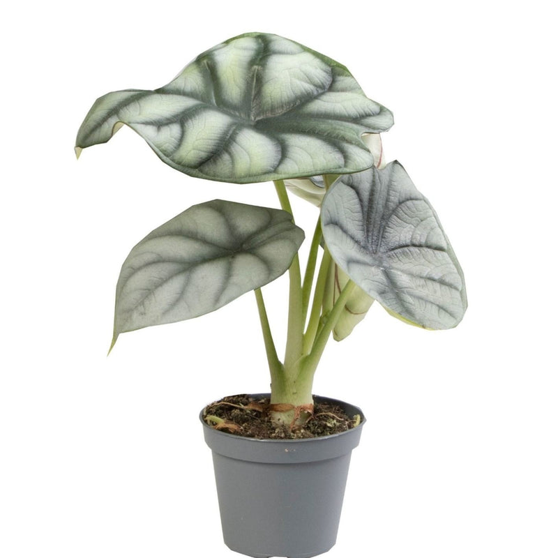 Alocasia Silver Dragon | Silberdrachen-Alocasia | Ø6cm | Tropisch