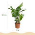 Green boutiQ Monstera Deliciosa Fensterblatt: 2 Pflanzen 50-55cm Bild 3