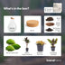 Bottle Garden Drop XL Red: Self-sufficient Mini Ecosystem (37 cm) Bild 3
