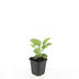 48x Purpur-Sonnenhut 'Magnus', 10-25cm, Ø9cm Bild 2