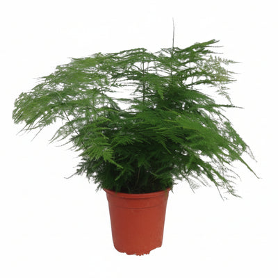 Asparagus Setaceus - Zier-Spargel im 17cm Topf, 45cm hoch