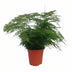 Asparagus Setaceus - Zier-Spargel im 17cm Topf, 45cm hoch Bild 1