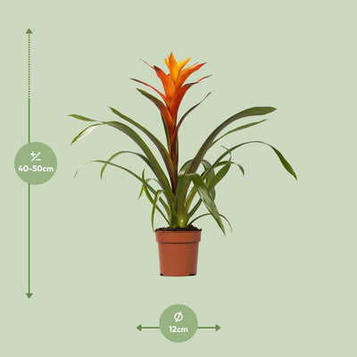 Guzmania Variada: Leuchtende Bromelie (Ø12cm Topf, ca. 50cm hoch)