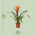Guzmania Variada: Leuchtende Bromelie (Ø12cm Topf, ca. 50cm hoch) Bild 2