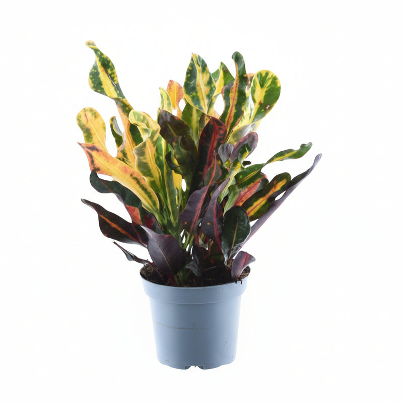 Codiaeum variegatum 'Mammi' - 30 cm - Ø12 cm Topf