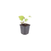 6x Brunnera 'Jack Frost' Perennial 10-25cm, Ø9cm Bild 2
