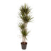 Dracaena Marginata - 180 cm - Ø27 cm Topf - Elegante Zimmerpflanze Bild 1