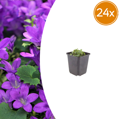 24x Dalmatiner-Glockenblume (10-25cm) – Intensiv violett