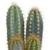 Cactus Mix 10.5 cm - 3-pack, without pot Bild 3