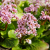 12x Bergenia cordifolia (Schuhplattlerpflanze) 10-25cm, Ø9cm Bild 6