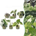 6x Baby Variegata Mix - Tropische Zimmerpflanzen, Ø6cm Bild 1