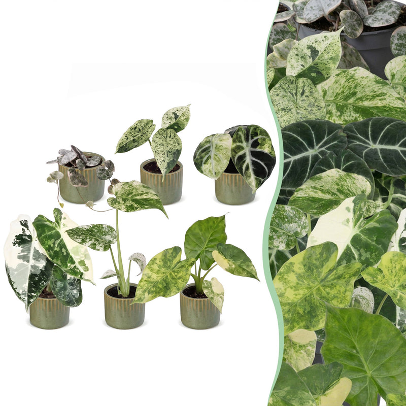 6x Baby Variegata Mix - Tropische Zimmerpflanzen, Ø6cm