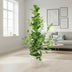 Ficus microcarpa Moclame (Ø21cm, ↕95cm) – Eleganter Zimmerficus für Ihr Zuhause Bild 3