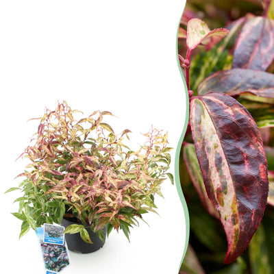Leucothoe Makijaz, Immergrün, Braun, 1 Pflanze, 45cm Höhe, Topf 17cm