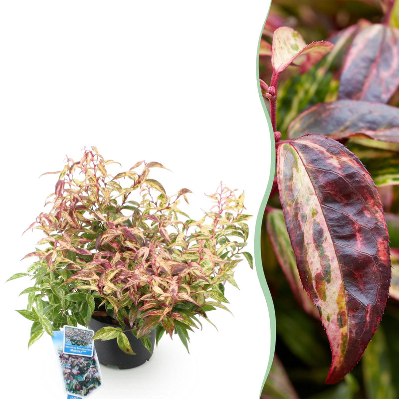 Leucothoe Makijaz, Immergrün, Braun, 1 Pflanze, 45cm Höhe, Topf 17cm