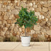 Sinaasappelboom (Orangenbaum) - 200 cm - Ø40 cm Topf Bild 4