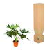 Philodendron Selloum Baumphilodendron 60cm Ø22 Bild 4
