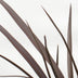 Phormium 'Rubra Nana' – 50cm – Dunkelrotes Ziergras für Innen Bild 4