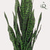 Artificial plant Sansevieria Black Coral, 97 cm - Mother-in-law's tongue Bild 3