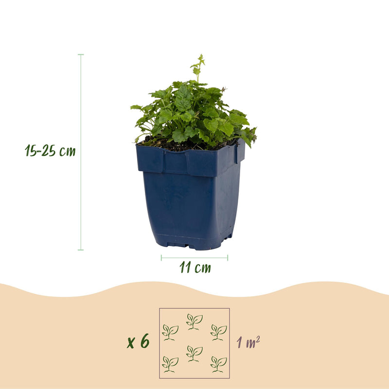 Green boutiQ - Perennial - Campanula posch. Lisduggan Variety - Delphinium - Ground Cover - White - 24 Plants - Pot 11cm - Height 15-25cm