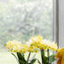 Kolibri Orchids | Yellow Albenga Orchid + Bold Cognac Pot – Pot size Ø9cm | flowering houseplant – fresh from the grower Bild 3