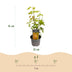 Acer palmatum Orange Dream: 3x orange Zwerg-Ahorn, 35cm, Topf 12cm Bild 3