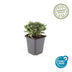 12er Set Potentilla tridentata 'Nuuk' - Robuster Winterharter Bodendecker Bild 2