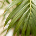 Areca-Palme Dypsis mit Seegras-Korb - 100cm - Ø21 Bild 3