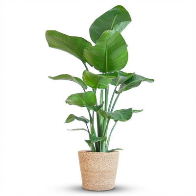 Strelitzia Nicolai mit Seegras-Korb (80cm)