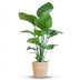 Strelitzia Nicolai mit Seegras-Korb (80cm) Bild 1