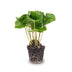 Coffea Arabica Kaffeepflanze (Topfgröße 6cm) - Tropisches Flair Bild 2