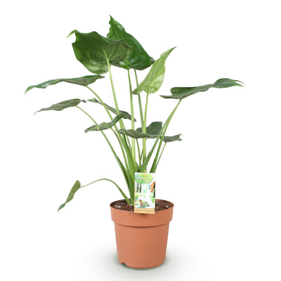 Green boutiQ - Zimmerpflanzen - Alocasia Cucullata - Buddhas Hand - Wenig Pflege - Grün - 1 Pflanze - Topf 21cm - Höhe 65-70cm